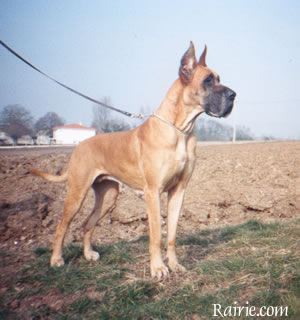 Doriane des Terres de la Rairie
