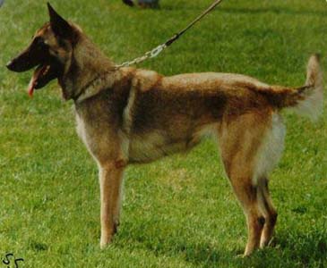 Sabrefield Hope for me