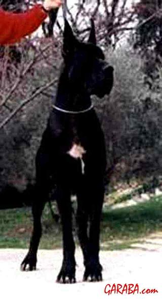 Leiria de la Benjamine