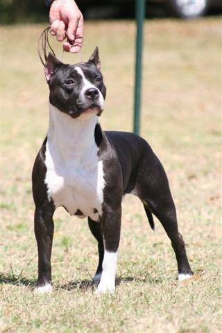 AKC/UKC CH Grimes' Without A Shadow Of Doubt