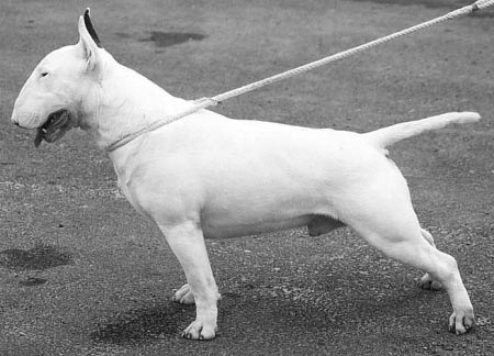 GB. CH. Aricon Eye in the Sky