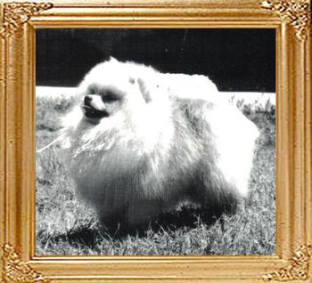 CH De Arta's Tuf Cricket Of Santer