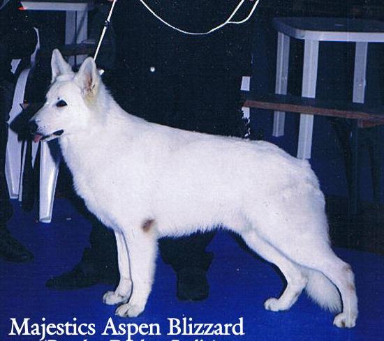 Majestics Aspen Blizzard