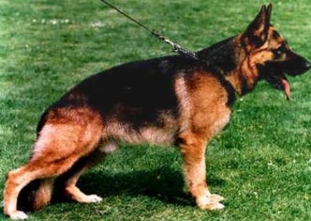 SG Rocco vom Schloss Runding