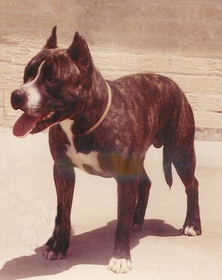 Mari-Don Topsy's Number One Son