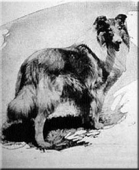 AMCH GBCH Parbold Picador