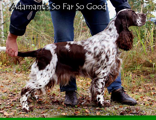 Adamant's So Far So Good