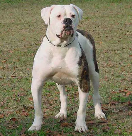 Martin's Miss Bully Belle of JDJ