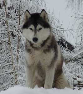 ÖCH Karnovanda's Wilde Ride