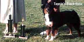 CH Taycin's Black Rose