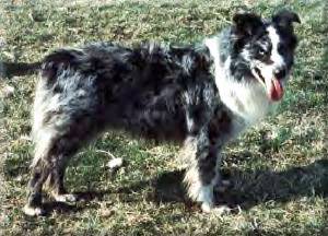 Fairoaks Boot Hill Silver