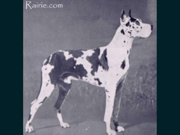 CH Gunar Von Rottal