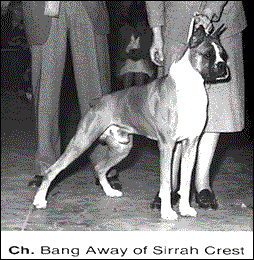 Ch. Bang Away of Sirrah Crest