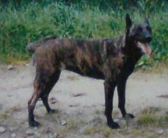 Kelly [Dhr. H. Kleinjan, Beerzerveld]