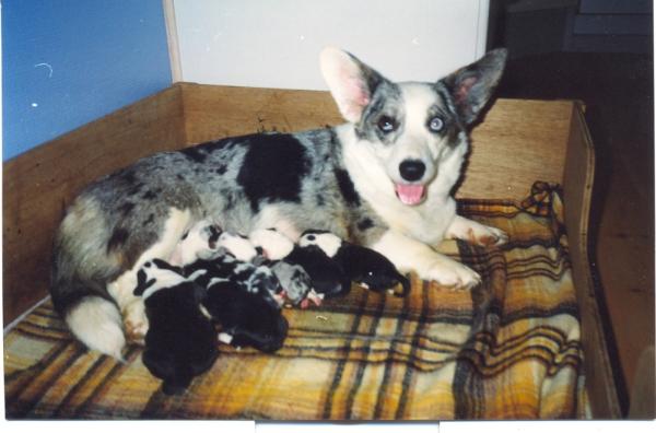 Avonaire ELUSIVE FAIRE IN BLUE