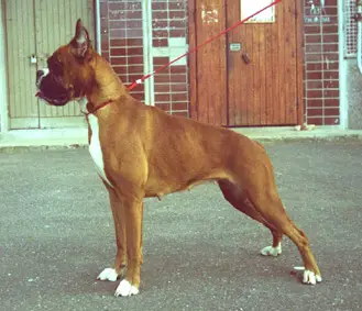 Bogemskaja Rapsodia iz Kuznitsy Bokserov