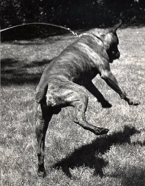 Ch. Scyldocga Bairn Mctavish