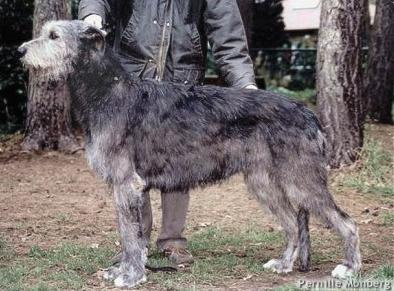 CH (INT/BEL/LUX) Miss Marple From The Good Heath