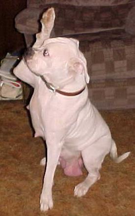 Big Boomer's Black Eyed Pearl