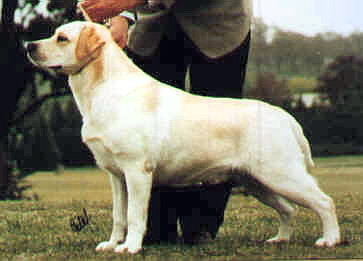 AUST GR CH Driftway Regal Oak