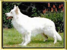 Bricketwood Waterdale White Rajah