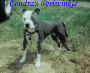 Condra's Periwinkle