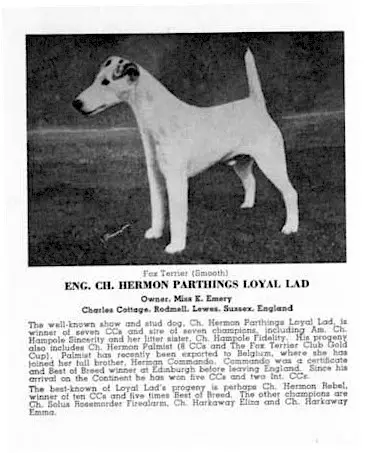 ENG CH Hermon Parthing's Loyal Lad