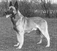 Arno (Kleine Schaars) Malinois