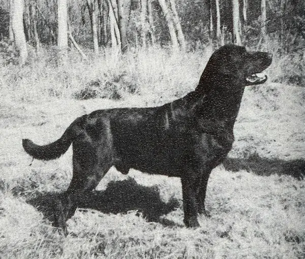 Anderscroft Stalayna Sioux