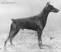 Am. Ch. Hagen Vom Ahrtal