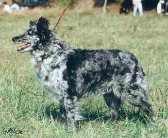 Picur (1996) MU 1242/B/95