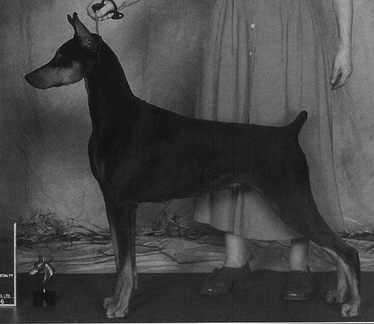 Am. Ch. Five-starz Gemini V Teraden