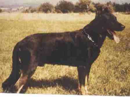 CHCS 80 Orville de Mavourneen