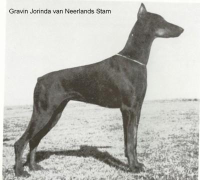 CH. Gravin Jorinda v. Neerlands Stam