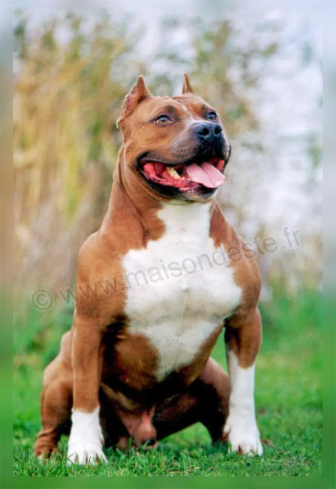 Multi Class Winner Paky's Lord Sligo