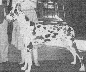 CH Jotunheim's Faience