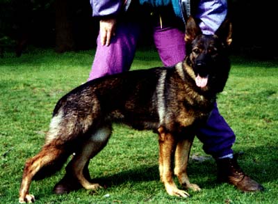 SG Eiche von den wilden Rabbits