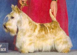 CAN CH Stalwart's Radiant Titch