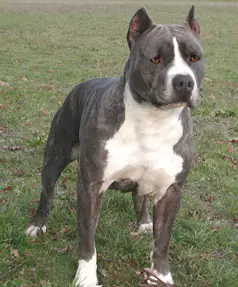 Gaff's Destroyer Of Hearts