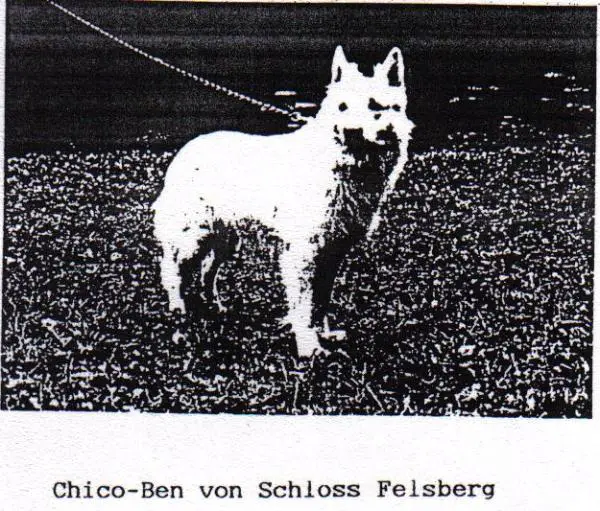 Chico-Ben von Schloß Felsberg