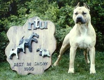 Skram's Dutch Mountain Lion