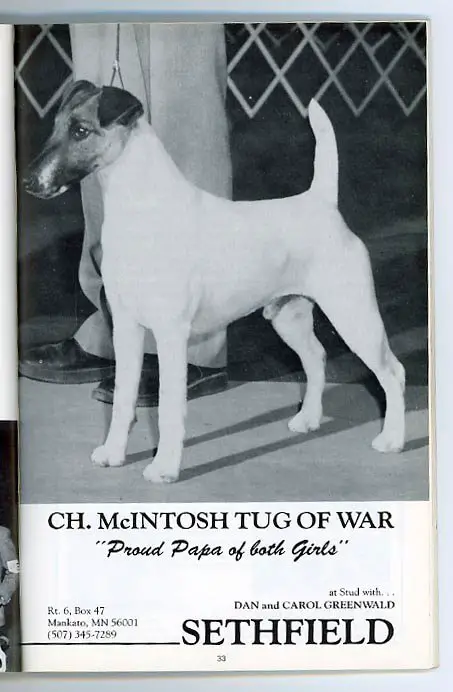 CH (AKC) McIntosh Tug Of War