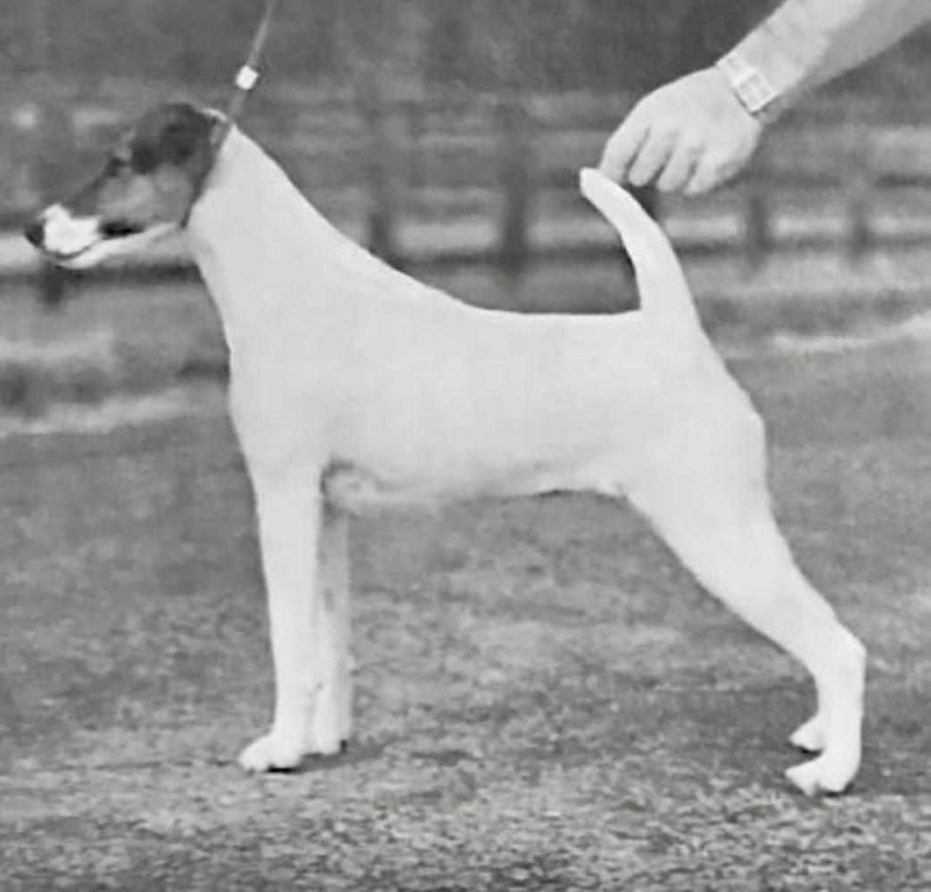 AM CH Laurelton Pretty Please