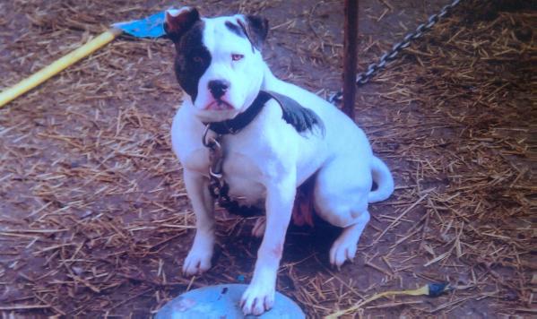 KRK's Snowflake of Tramps