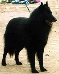 INTCHNL+D+DK WS ES Falk vom Nauenhof