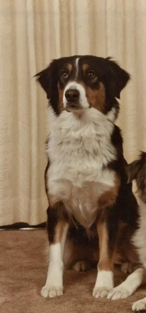 Just Whistle of Woodhaven