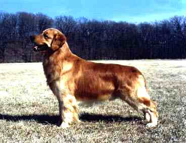 CH Beaumaris Miramichi Duran