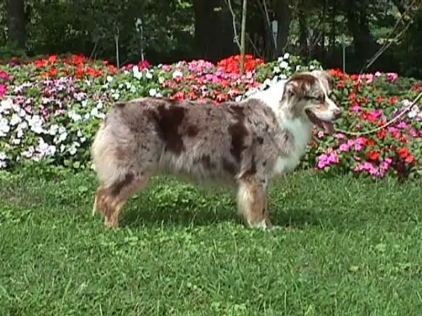 Katzenjammer Kidd of Imagineer