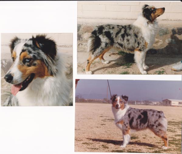ASCA Ch Blue Rock's Ma Blue Classic