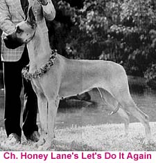 CH Honey Lane's Let's Do It Again
